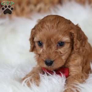 Rusty, Cavapoo Puppy